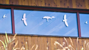 Guest Idea: How To Help Birds Navigate The Human World