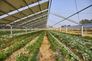 Can Solar Farms Promote Local Food Security, Wildlife Habitat?